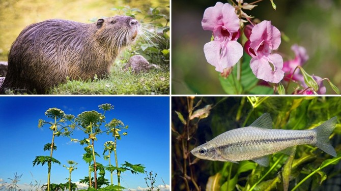 O 17 živočišných a 5 rostlinných navíc: unijní seznam ode dneška čítá 88 invazních nepůvodních druhů